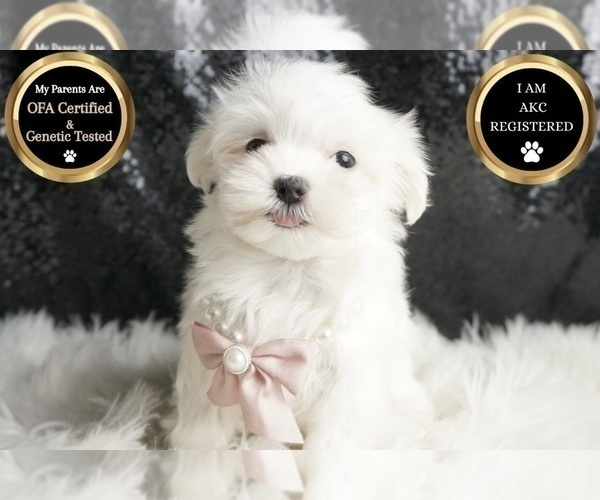 Medium Photo #7 Maltese Puppy For Sale in WARSAW, IN, USA