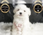 Small #6 Maltese