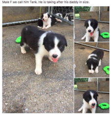 Border Collie Puppy for sale in FLOYDS KNOBS, IN, USA