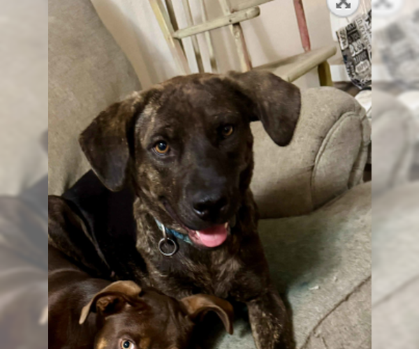 Medium Photo #5 Mountain Cur-Unknown Mix Puppy For Sale in Wakefield, RI, USA