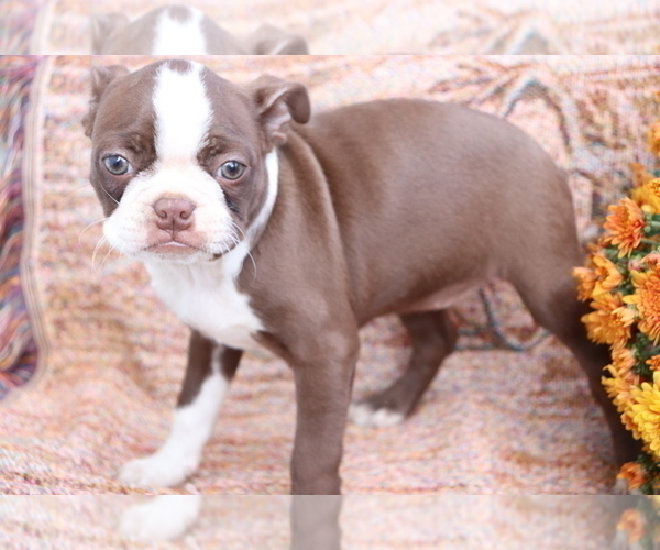 Medium Photo #4 Boston Terrier Puppy For Sale in SHILOH, OH, USA