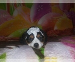Small Photo #26 Australian Shepherd-Cavalier King Charles Spaniel Mix Puppy For Sale in HOWLAND, OH, USA