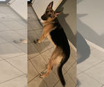 Small Photo #1 German Shepherd Dog Puppy For Sale in AZLE, TX, USA