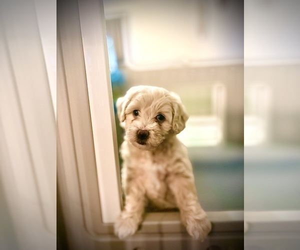 Medium Photo #2 Goldendoodle (Miniature) Puppy For Sale in CAPE CORAL, FL, USA