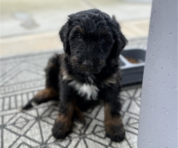 Medium Photo #2 Aussie-Poo-Bernedoodle Mix Puppy For Sale in LEXINGTON, SC, USA