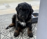 Small #1 Aussie-Poo-Bernedoodle Mix