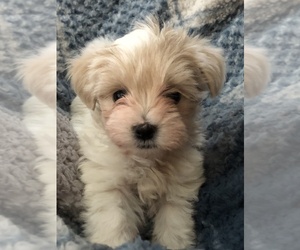 Maltese-Maltipoo Mix Puppy for sale in THREE RIVERS, MI, USA