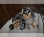 Small Photo #11 Pomeranian Puppy For Sale in DINWIDDIE, VA, USA