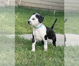 American Bully-Dalmatian Mix Puppy for Sale in KATY, Texas USA
