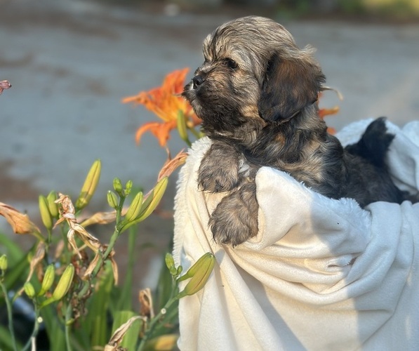 Medium Photo #6 Cava-Tzu Puppy For Sale in NAPERVILLE, IL, USA