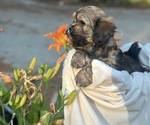 Small #5 Cava-Tzu