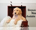 Small Photo #1 Goldendoodle Puppy For Sale in GR, MI, USA