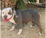 Small #6 American Staffordshire Terrier Mix