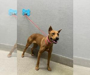 Doberman Pinscher-Unknown Mix Dogs for adoption in Las Vegas, NV, USA