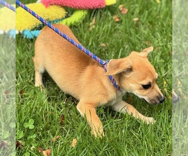 Medium Photo #3 Chihuahua-Unknown Mix Puppy For Sale in Yardley, PA, USA