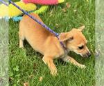 Small #2 Chihuahua Mix