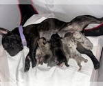 Small Photo #5 French Bulldog Puppy For Sale in NEW BEDFORD, MA, USA