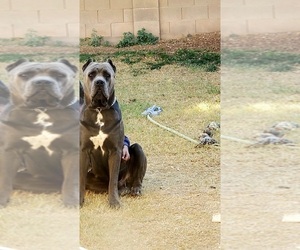 Father of the Cane Corso puppies born on 04/12/2025