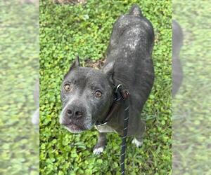 American Staffordshire Terrier Dogs for adoption in Fort Lauderdale, FL, USA