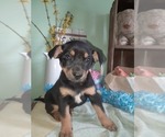 Small Photo #3 Shepadoodle Puppy For Sale in EZEL, KY, USA