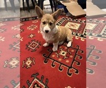 Small #1 Pembroke Welsh Corgi