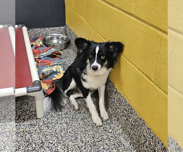 Medium Photo #2 Chihuahua-Unknown Mix Puppy For Sale in Metairie, LA, USA