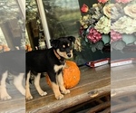 Puppy 5 Rottweiler-Siberian Husky Mix