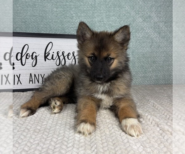 Medium Photo #5 Pomsky Puppy For Sale in FRANKLIN, IN, USA