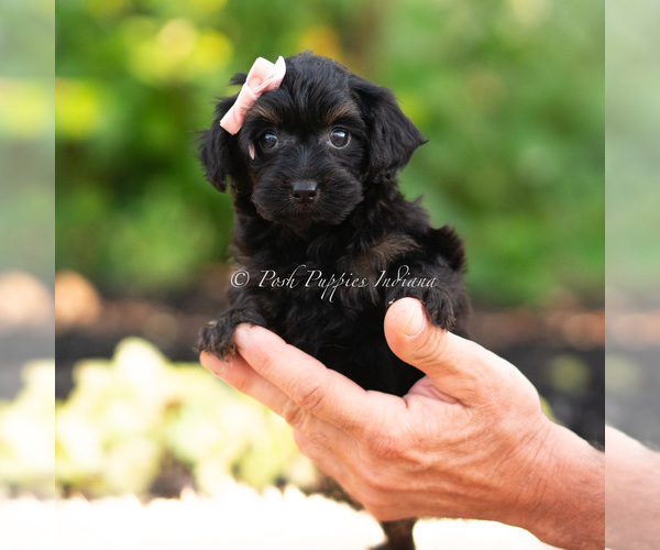 Medium Photo #2 Yorkipoo Puppy For Sale in WARSAW, IN, USA