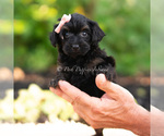 Small #1 Yorkipoo