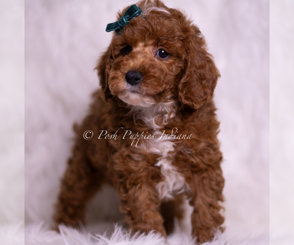 Medium Photo #3 Poodle (Toy) Puppy For Sale in WARSAW, IN, USA