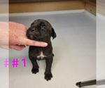 Puppy Puppy 1 Cane Corso