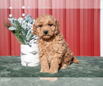 Small #1 Goldendoodle (Miniature)