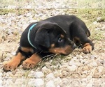 Puppy Gunner Doberman Pinscher