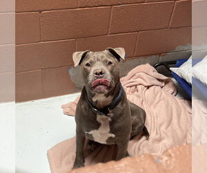 American Bulldog Dogs for adoption in Chandler, AZ, USA