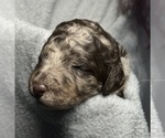Small #2 Goldendoodle