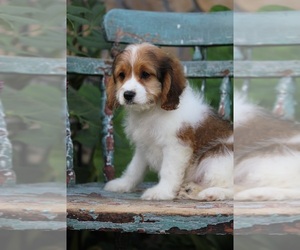 Cavapoo Puppy for sale in CAPON BRIDGE, WV, USA