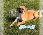 Small #1 Mutt