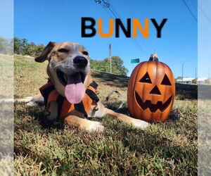 Bunny - Male Labrador Retriever-Unknown Mix Dog for Adoption - Photo #7
