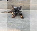 Small Photo #9 French Bulldog Puppy For Sale in CYPRESS, TX, USA