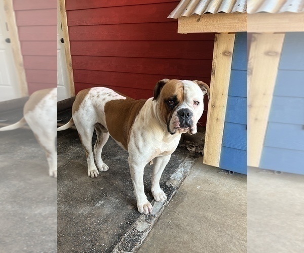 Medium Photo #1 American Bulldog Puppy For Sale in BONAIRE, GA, USA
