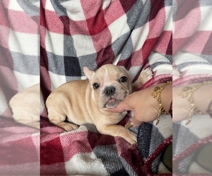 French Bulldog Puppy for sale in BOSTON, MA, USA