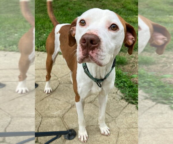 Medium Photo #11 Mutt Puppy For Sale in Evansville, IN, USA