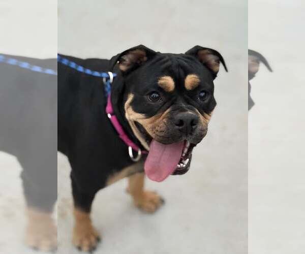 Medium Photo #3 English Bullweiler Puppy For Sale in Turlock, CA, USA