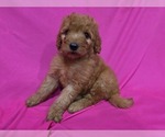 Small #4 Goldendoodle