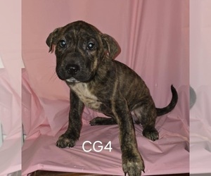 Boxer-Chinese Shar-Pei Mix Puppy for sale in BLOSSVALE, NY, USA