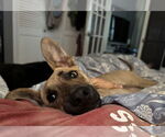 Small #7 Greyhound Mix