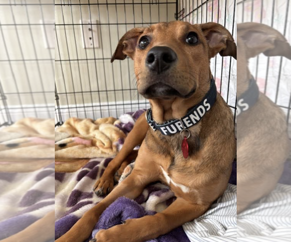 Medium Photo #5 Labrador Retriever-Unknown Mix Puppy For Sale in Rockville, MD, USA