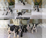 Small Boston Terrier