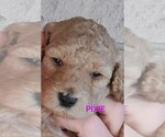 Puppy Puppy 3 Goldendoodle